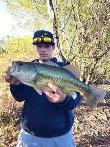 Largemouth Bass