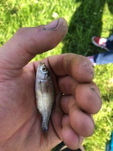 Roach