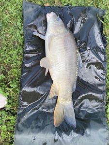 Leather Carp