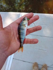 European Perch