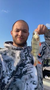 European Perch