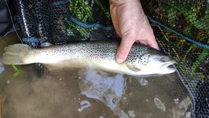 Brown Trout