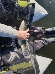Largemouth Bass