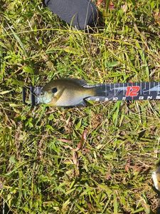 Green Sunfish