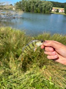 European Perch