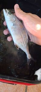 Leerfish (Garrick)