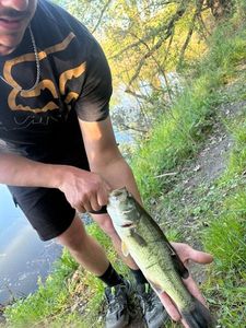 Largemouth Bass