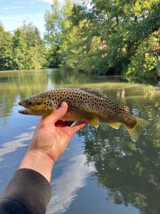 Brown Trout