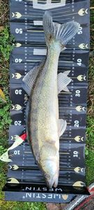 Zander