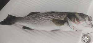 European Bass (Seabass)
