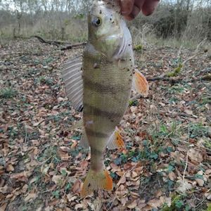 European Perch