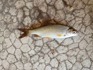 Roach
