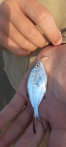 Pompano