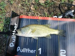 Largemouth Bass