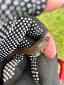Black Bullhead
