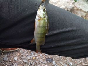 European Perch