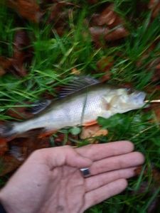 European Perch