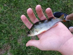 European Perch