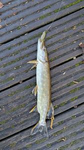 Northern Pike