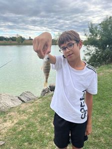 Yellow Perch