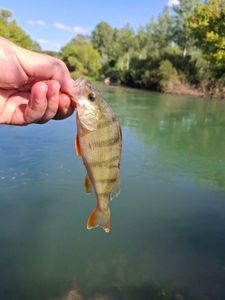 European Perch