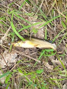 Black Bullhead