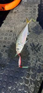 Atlantic Horse Mackerel