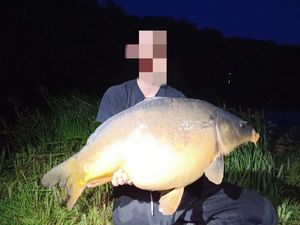 Mirror Carp