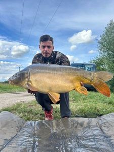 Mirror Carp