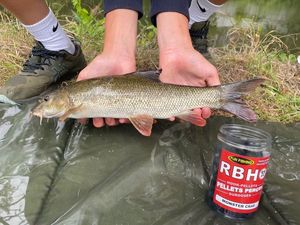 Barbel