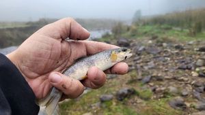Brown Trout