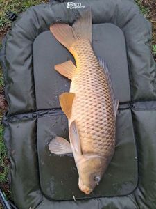 Common Carp
