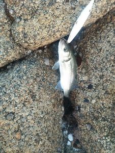 European Bass (Seabass)