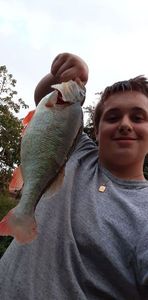 European Perch