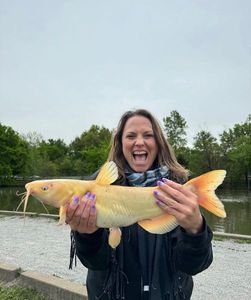 White Catfish