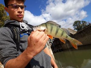 European Perch