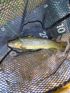 Brown Trout