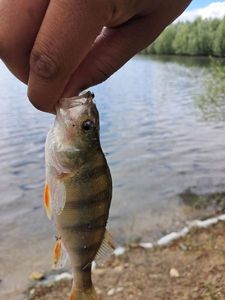 European Perch
