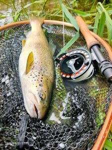 Brown Trout