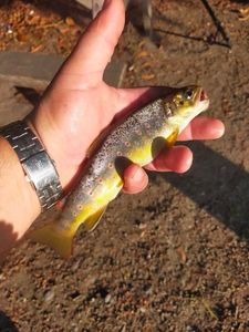 Brown Trout