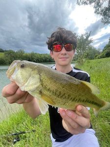 Largemouth Bass