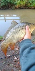 Common Carp