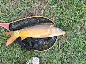 Mirror Carp