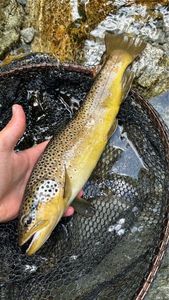 Brown Trout