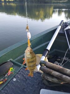 European Perch