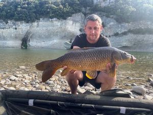 Common Carp