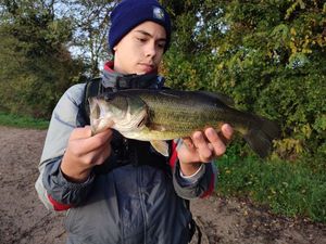 Largemouth Bass