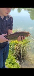 Largemouth Bass