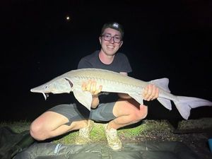 Sturgeon