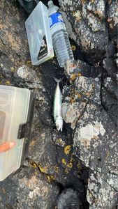 Mackerel